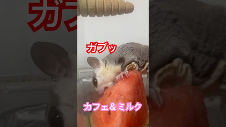 今日もスイカ #フクロモモンガ  #sugarglider  #ペット #ペット動画  #可愛い  #かわいい  #cute