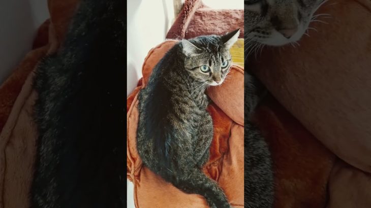 try this with your pet #cat #pets