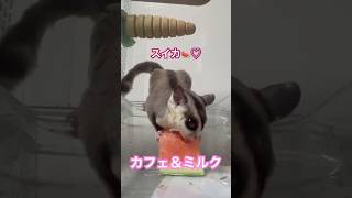 スイカ🍉Ψ( ‘ч’ ♡)ŧ‹”ŧ‹”ŧ‹”ŧ‹”#フクロモモンガ  #sugarglider  #ペット #ペット動画  #可愛い  #かわいい  #cute