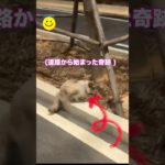 猫を助けたら、とんでもないことになった