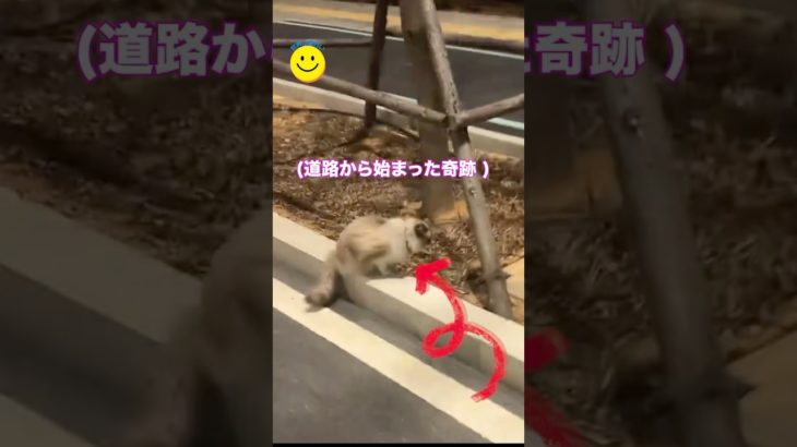 猫を助けたら、とんでもないことになった