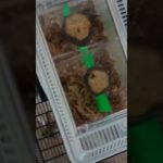 ペット紹介リビング編