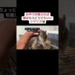 エサくれるのー?!ありがとう！ #リス #シマリス #ペット #動物 #ペットの暮らし #シマリスのいる生活 #ペットのいる暮らし #小動物 #リスのいる生活 #リスのある暮らし
