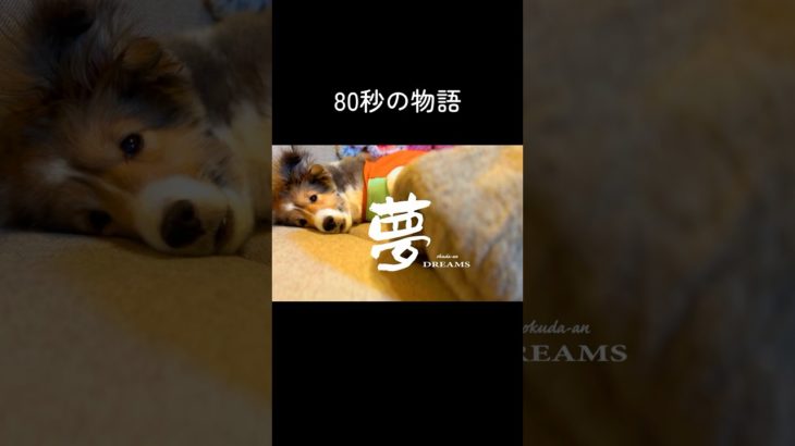シェルティの冒険　#シェルティ #犬 #かわいい