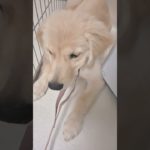 今日のクウちゃんとひなです🥰