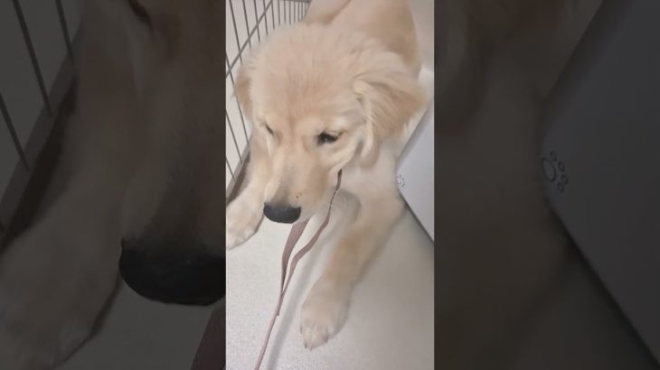 今日のクウちゃんとひなです🥰