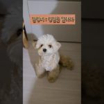 답정너 산책 요구하는 강아지 하리