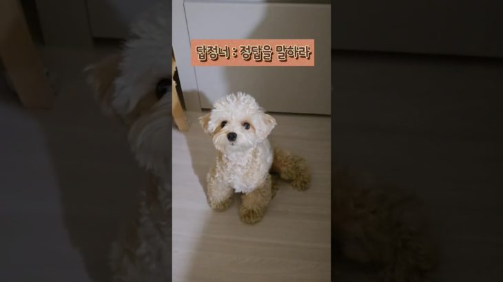 답정너 산책 요구하는 강아지 하리