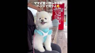 道の駅にきたよ！#ペットのいる暮らし #ペット #ポメラニアン #愛犬 #いぬすたぐらむ #犬のいる生活 #犬好き #犬好きさんと繋がりたい #いぬ #犬#ペット動画 #いぬのきもち