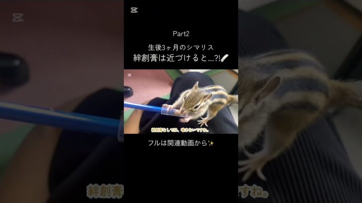 ラストパートです！ #シマリス #リス #ペット #動物 #ペットの暮らし #シマリスのいる生活 #ペットのいる暮らし #小動物 #リスのある暮らし #リスのいる生活