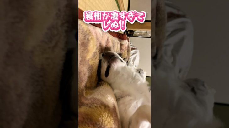 寝相がすごい‼️ぽぽチャン（チワワ）👀