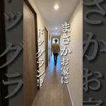 まさかのお家にドッグラン⁈ #ペット可賃貸 #ペット可物件 #東京ペット可賃貸 #東京ペット可物件 #東京ペット可賃貸 #ペット可#ペット共生マンション #ルームツアー #文京区賃貸 #千石駅