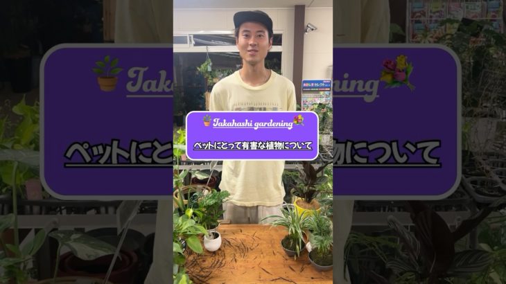 ペットに有害な植物について🐶🐈🪴#観葉植物 #高橋園芸