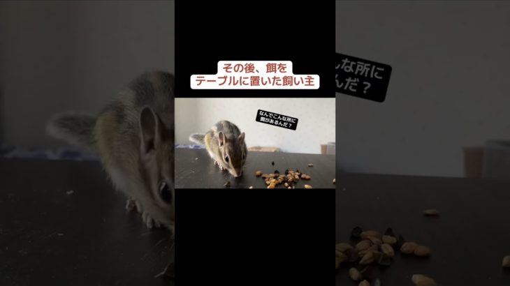 これでよし！ #リス #シマリス #ペット #動物 #シマリスのいる生活 #ペットのいる暮らし #ペットの暮らし #小動物 #リスのある暮らし #リスのいる生活