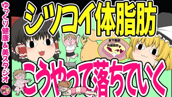 【ダイエット】落ちる脂肪と落ちにくい脂肪・体脂肪はこうやって落ちていく！【ゆっくり解説】