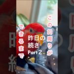 諦めないはなちゃん【ペット】