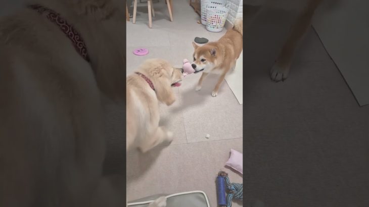 くうちゃんとひながブタのおもちゃで引っ張り合いしてたので撮影してみました🐶