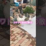 ニワトリ姉妹の散歩　#ニワトリ #鶏舎 #動物 #ペット #ドライガーデン #ヒヨコ