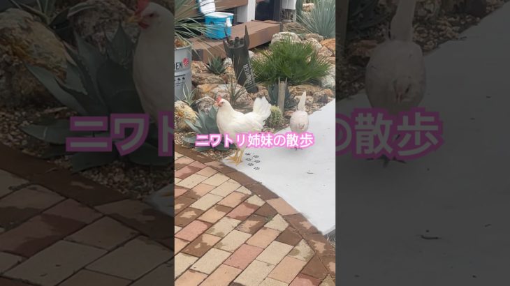 ニワトリ姉妹の散歩　#ニワトリ #鶏舎 #動物 #ペット #ドライガーデン #ヒヨコ