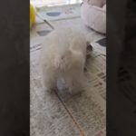 #ご飯中 #マルチーズ #おもちちゃん #スタッフ #ブログ #京都 # ペットショップピーターパン