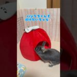 「パンダちゃん救出作成🐰🐼」