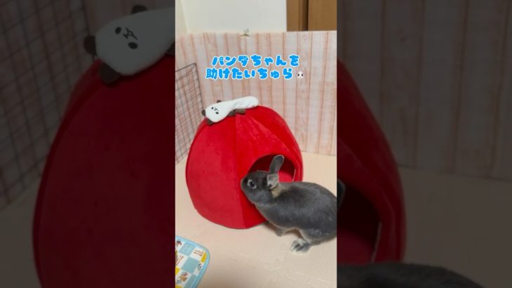 「パンダちゃん救出作成🐰🐼」