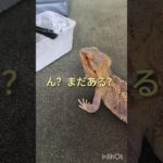 #フトアゴヒゲトカゲ #爬虫類 #トカゲ #食事 #癒し #癒しペット #癒し動画