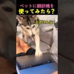 ペットに翻訳機を使ってみたら？