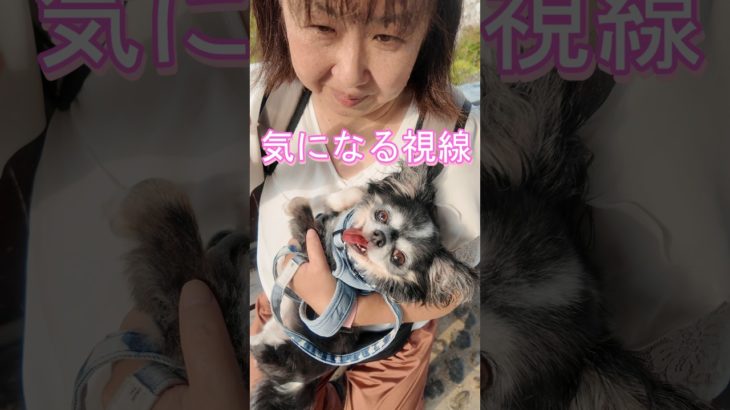 気になる視線 #チワワ #かわいい #ペット  #犬 #お散歩