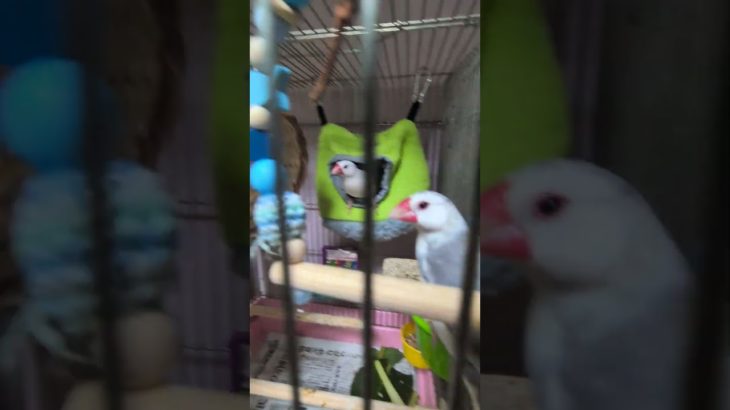 可愛い文鳥達❤ #文鳥好き #文鳥かわいい #ペット