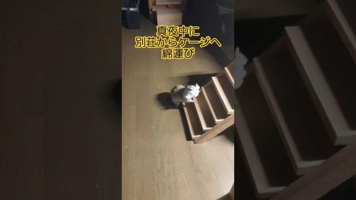 真夜中の綿運び　ぐー太郎　#リチャードソンジリス #ペット #リス #かわいい