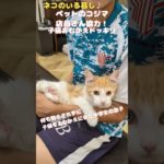 ②子猫おむかえドッキリ#子猫 #子猫の成長日記 #ペットのコジマ