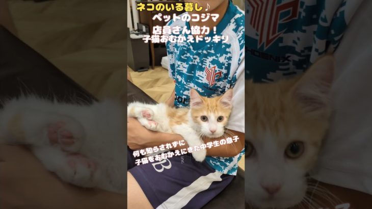 ②子猫おむかえドッキリ#子猫 #子猫の成長日記 #ペットのコジマ
