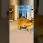 犬　帰宅時の反応　#ペット #犬　#雑種犬