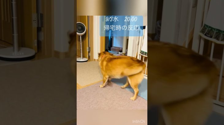 犬　帰宅時の反応　#ペット #犬　#雑種犬