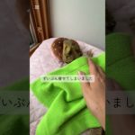 アゴ丸の現在　#ペットを飼うということ