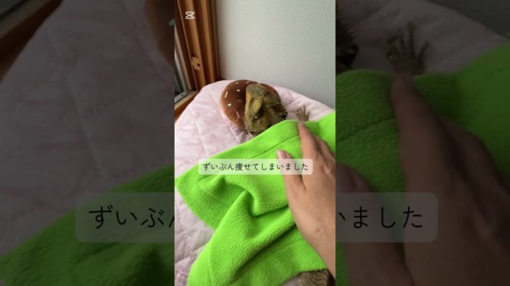 アゴ丸の現在　#ペットを飼うということ