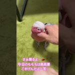 ごきげんモモイロインコ#インコ好き #モモイロインコ #ペットショップ店員 #インコのいる暮らし