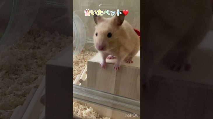 昔いたペット　今はもういない😭