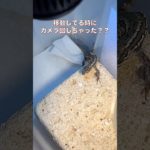 不思議な動き　#カナヘビ #カナヘビリリちゃん　#カナヘビ初心者 #爬虫類 #ペット