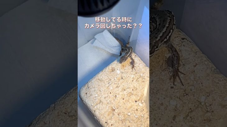 不思議な動き　#カナヘビ #カナヘビリリちゃん　#カナヘビ初心者 #爬虫類 #ペット