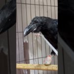 ペットイベントで買った高級エミュー肉🥩を食べるアグちゃん #カラス飼いの日常