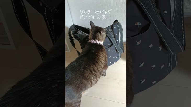 金沢区１１歳の癒しねこちゃん🍀ペットシッターにじいろぐも