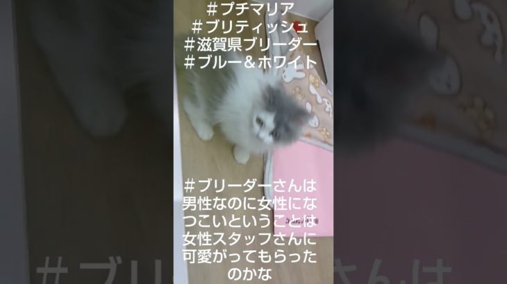 こういうブリティッシュもいるのか　マールのペットショップ日記