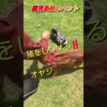 鹿児島爺のペット#薩摩の少年爺