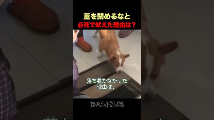 蓋を閉めるな！犬が必死に吠えた理由