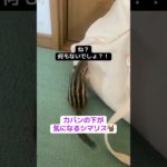 カバンの下が気になる！ #リス #シマリス #ペットの暮らし #動物 #ペット #ペットのいる暮らし #シマリスのいる生活 #小動物 #リスのある暮らし #リスのいる生活