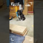 靴下犬のランちゃん　#ペット　#犬 #ランちゃん