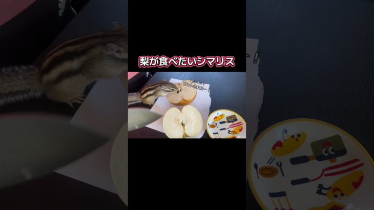 梨が食べたい！ #シマリス #ペットの暮らし #リス #動物 #シマリスのいる生活 #ペット #ペットのいる暮らし #小動物 #リスのある暮らし #リスのいる生活