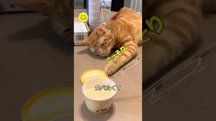 こっそりアイスを狙う猫🐾